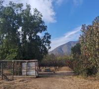 50 almendros en producción, pozo funcionando