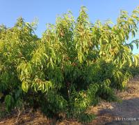 LIMONEROS