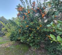 JARDINES 