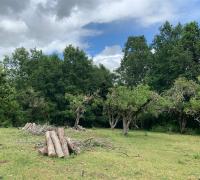  CAMPO CON MADERA 