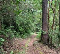 CAMPO FORESTAL PARA EXPLOTAR