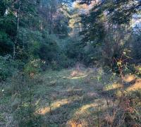 ARBOLES Y VERTIENTES