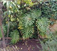 Jardin 2