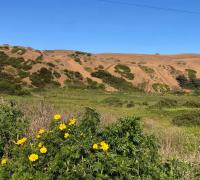 Dunas