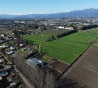 Vista aérea de parcelas agrícolas en Loteo Los Álamos, Rengo