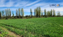 también tiene una casa para inquilino y su familia