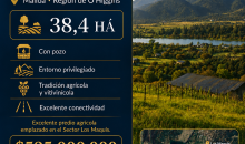 Predio agrícola 38,4 ha a 8 km de Ruta 5 Sur – Malloa