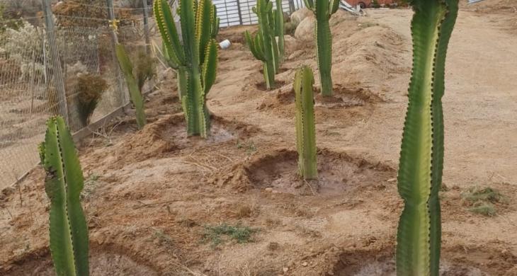 PLANTACIÓN DE CACTÁCEAS